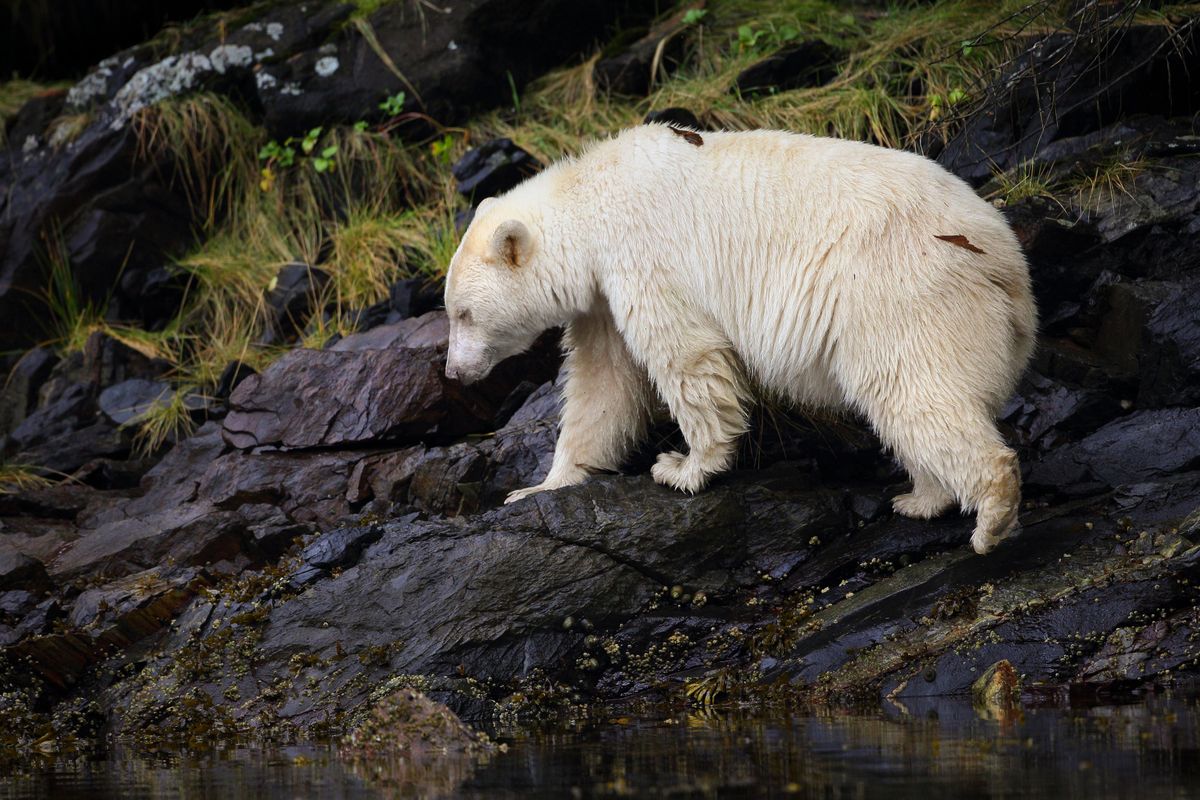 sep2015_d01_kermodebears.jpg