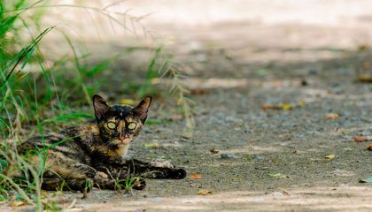 Why Fire Island Has Seen an Explosion of Feral Cats