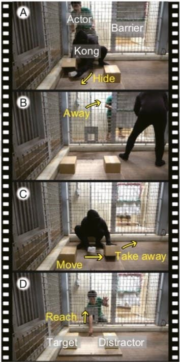 Great Apes May Use Their Own Experience to Guess What Others Will Do