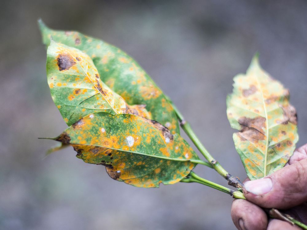 Coffee rust