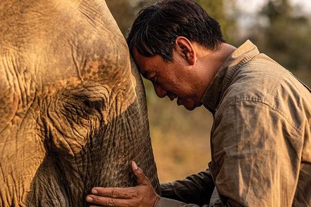 Ecologist and Smithsonian associate Aung Myo Chit soothes an elephant in Myanmar after it was fitted with a collar.