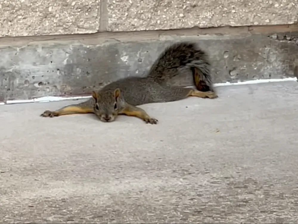 squirrel lies on its stomach on concrete with its limbs outstretched
