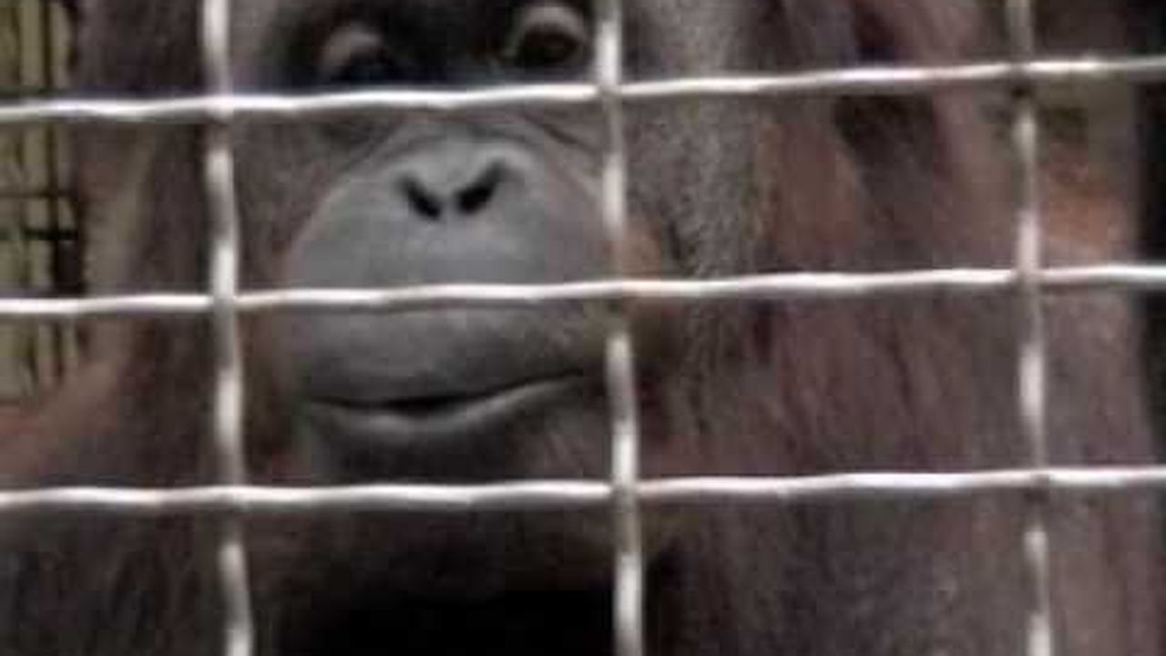 Preview thumbnail for The Whistling Orangutan