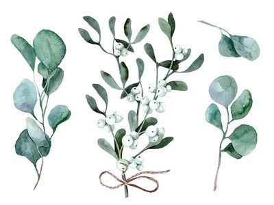 The mistletoe plant has white berries, not red like the fake ones have.