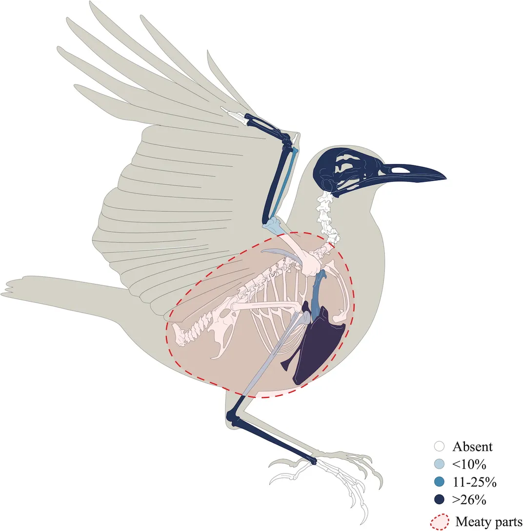 thrush
