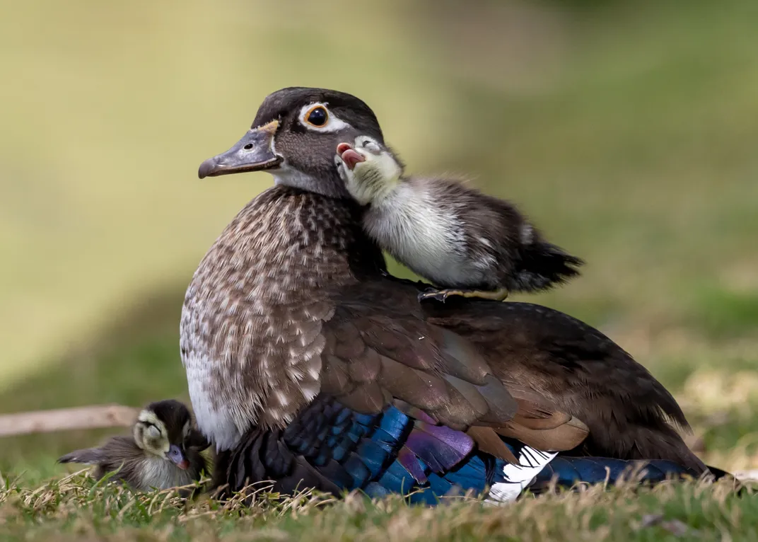 A brown and white female Wood Duck sits on the ground with two chicks, its iridescent blue-purple feathers visible just above the grass line. One chick stands on the mom’s back, rubbing its head against her check, its mouth barely open.