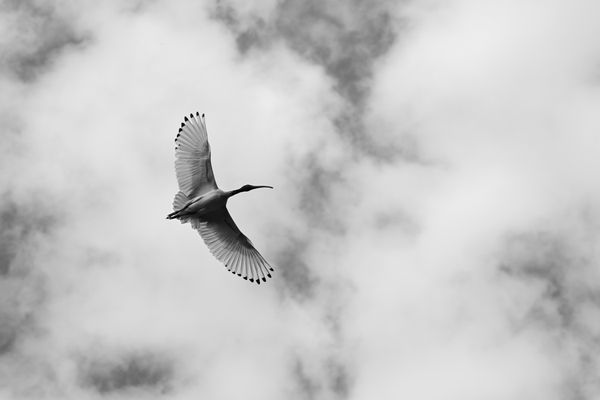 Soaring Ibis thumbnail