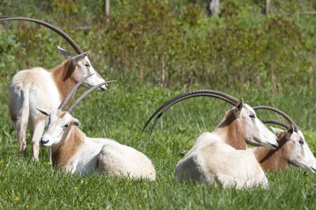 Scimitar Horned Oryx