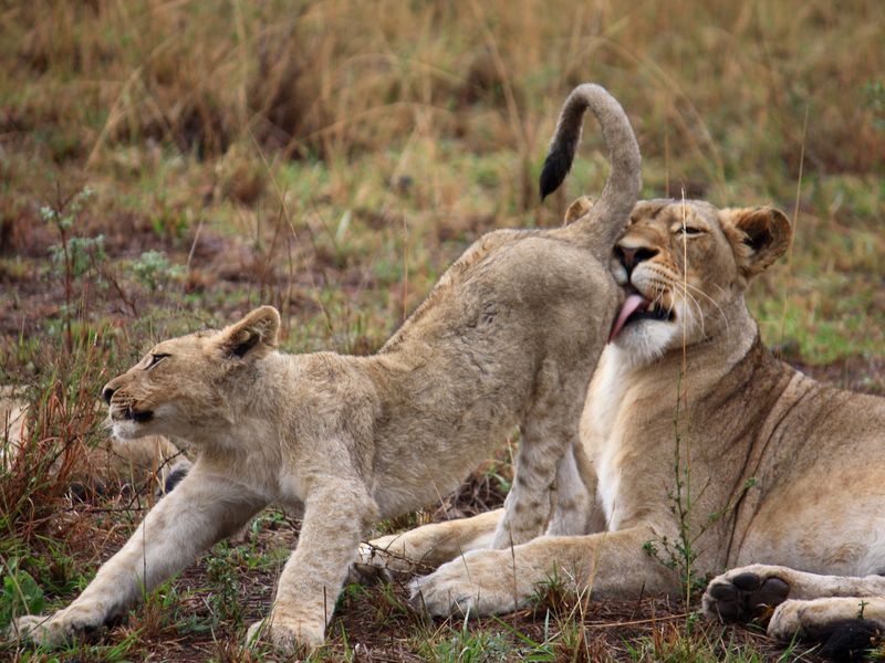 Cleaning a lion cub. | Smithsonian Photo Contest | Smithsonian Magazine