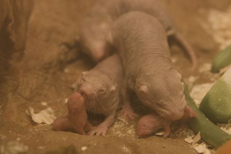 The "Game of Thrones'" Red Wedding has nothing on naked mole-rats
