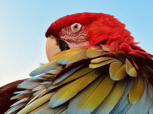 Macaw thumbnail