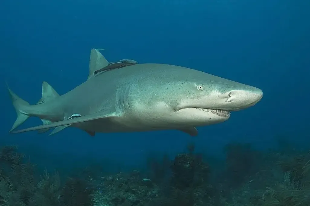 A lemon shark