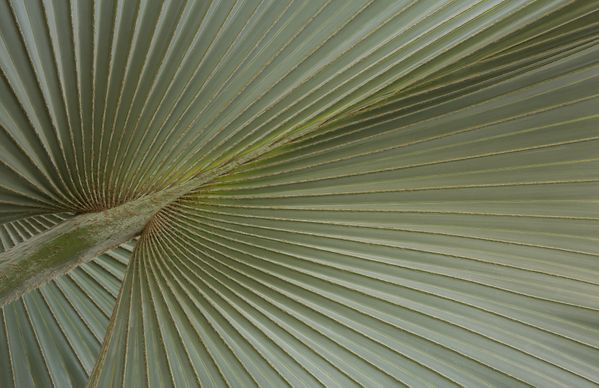Closeup of fan palm leaf thumbnail