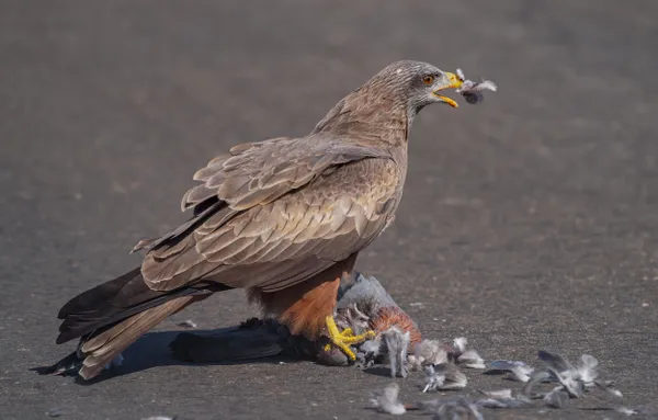 Kite eating feathers thumbnail