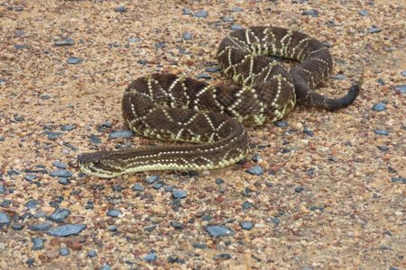 The neotropical rattlesnake, Crotalus durissus, inhabits at least 11 South American countries. This species of viper is widespread and thrives in dry climates. (Carla da Silva Guimarães)