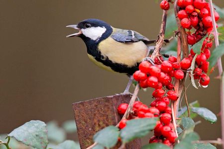 A great tit sitting on a post in Suffolk, England, calls out.