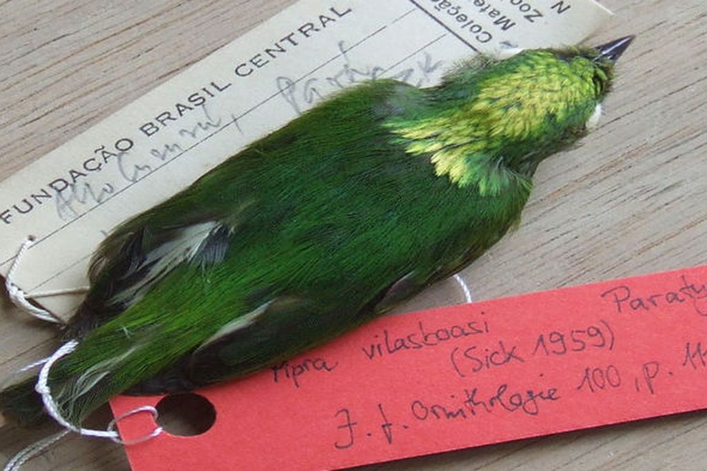 golden-crowned manakin