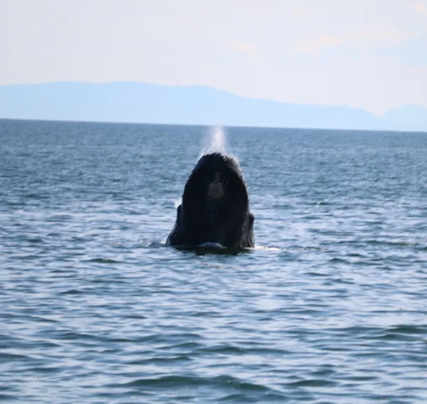 Spyhopping Humpback Whale thumbnail