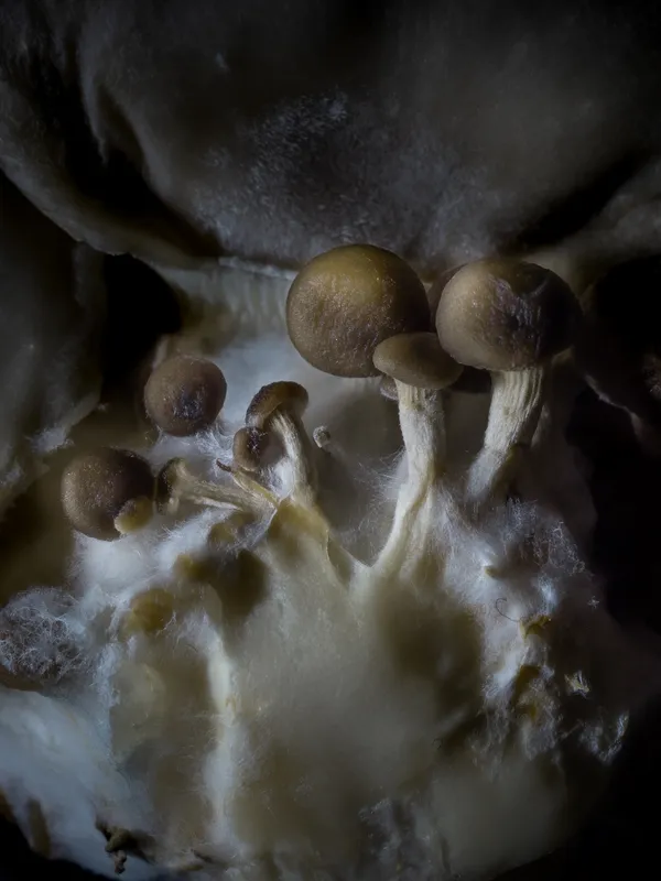 Oyster mushroom thumbnail