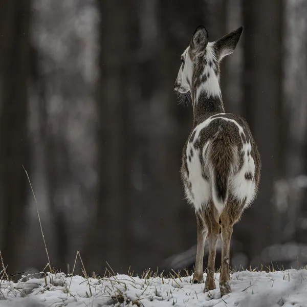 A Piebald Deer thumbnail