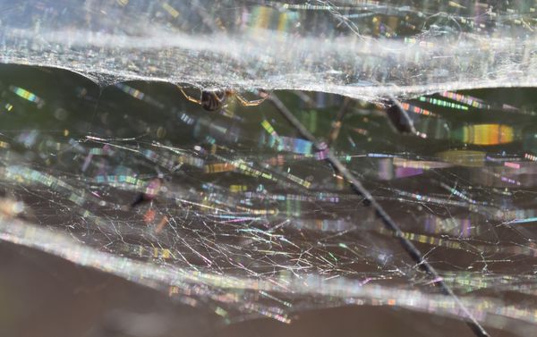 Bowl and doily spider in colorful web thumbnail