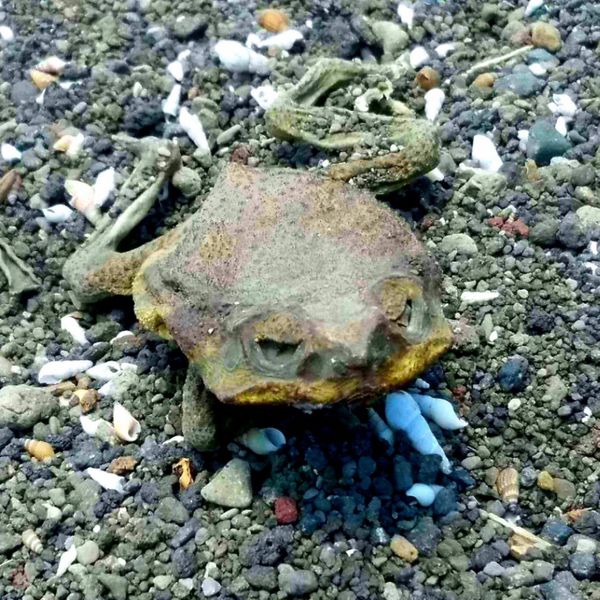 Petrified Frog on Ometepe Island,  Nicaragua thumbnail