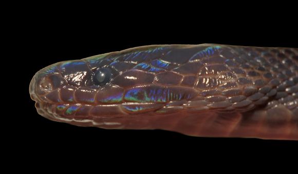 Scientists discovered a new species of odd-scaled burrowing snakes in northern Vietnam. (American Society of Ichthyologists and Herpetologists)