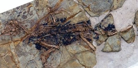 The skeleton of Xiaotingia (head is to the left)