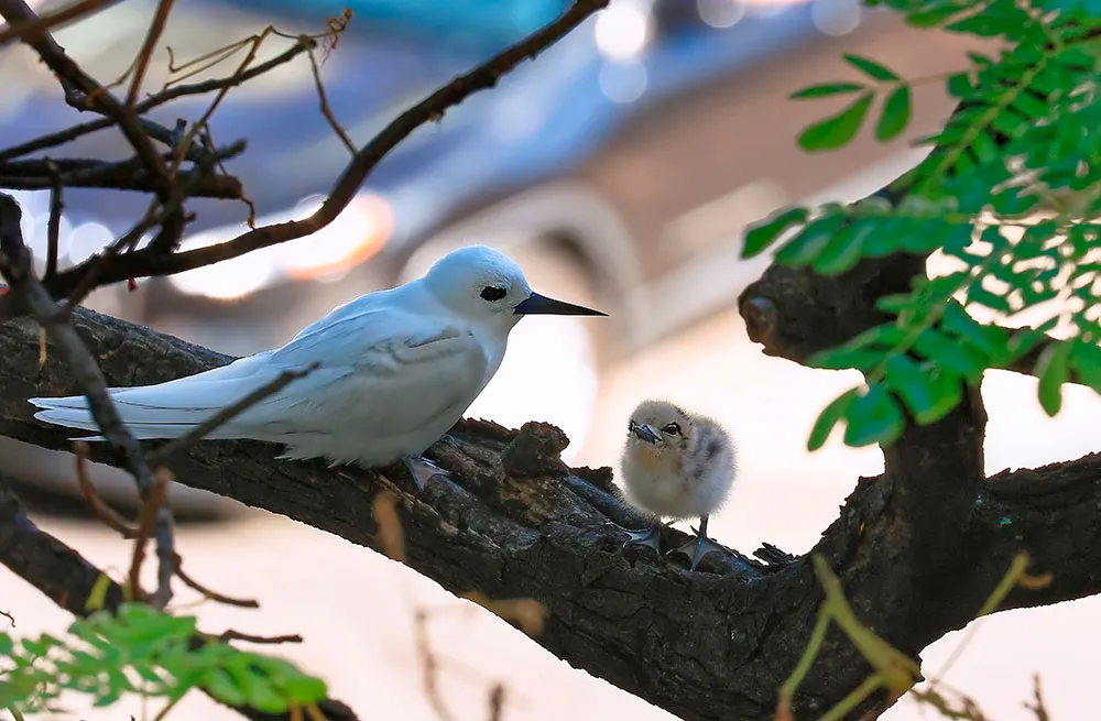 White Tern and Chick on Branch
