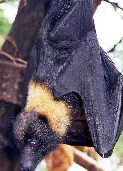 Mariana fruit bat Pteropus mariannus
