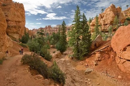 Douglas firs in the American West. 