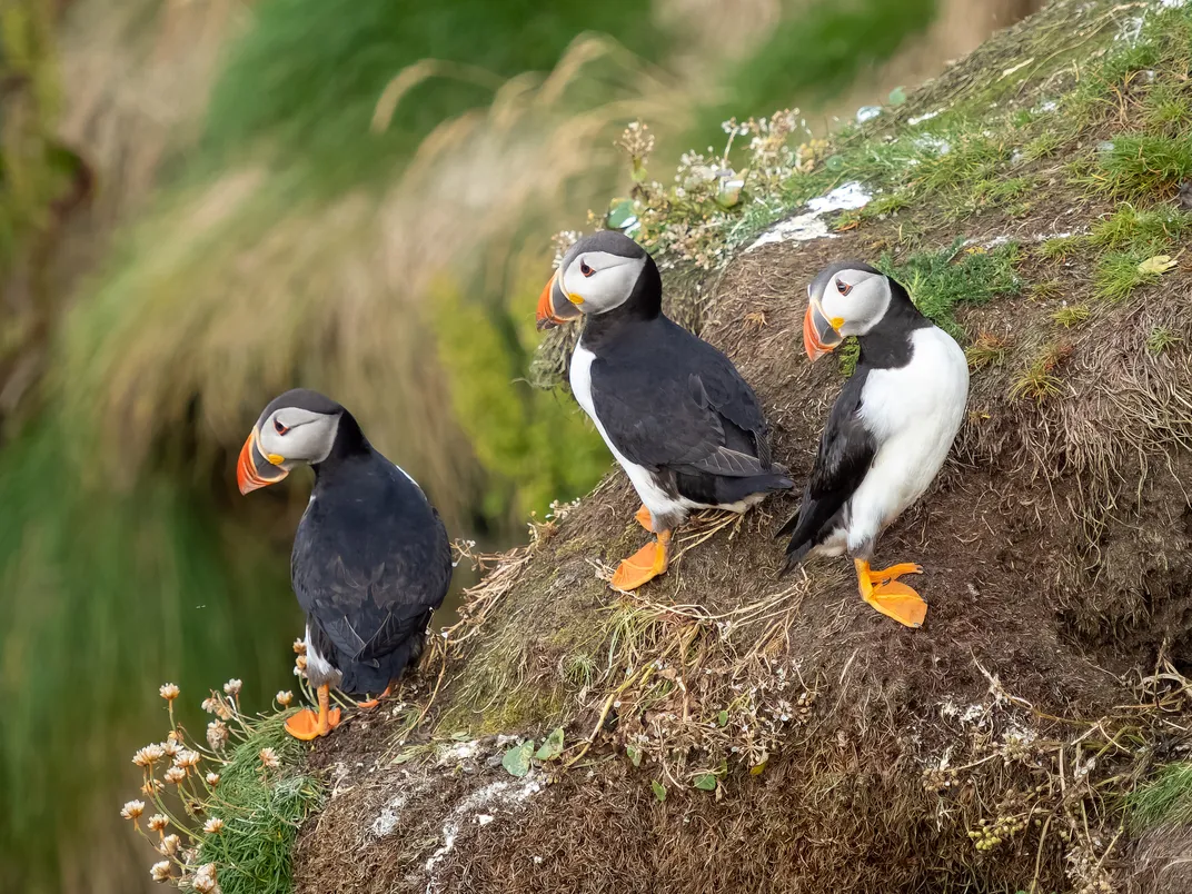 Puffins on the Shetland Islands