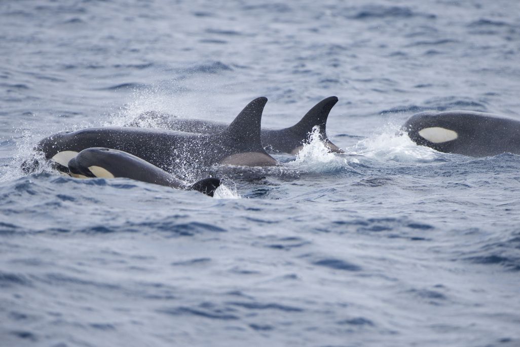 A group of orcas in the water
