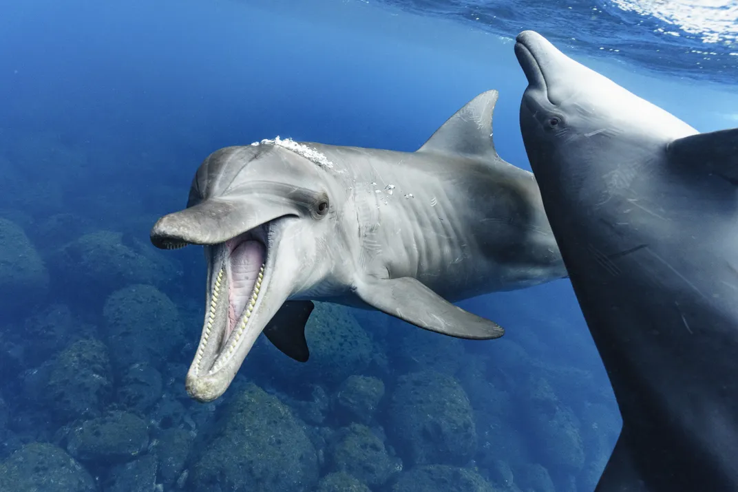 two dolphins swimming, one upside-down, one with its mouth open and looking toward the camera