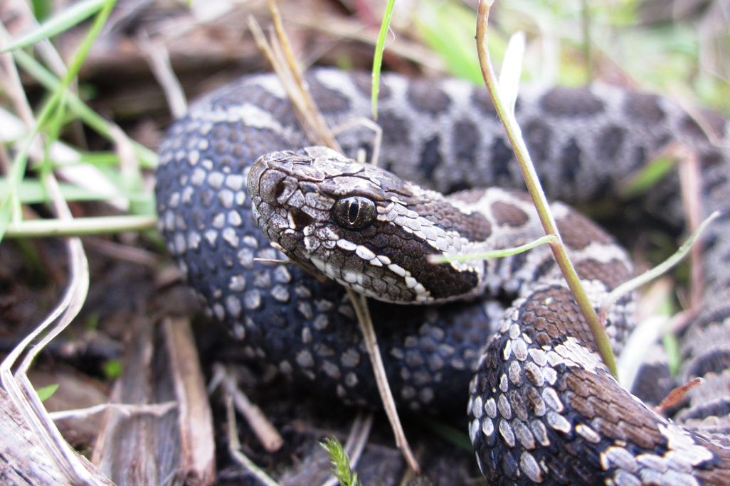 Curled up snake on the ground