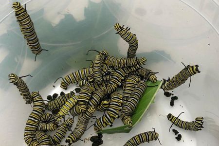 Monarch butterfly caterpillars will headbutt each other when food is scarce, according to new research.