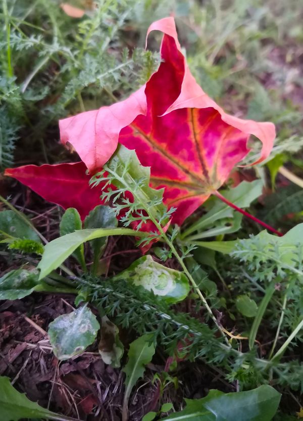 Autumn Rest thumbnail