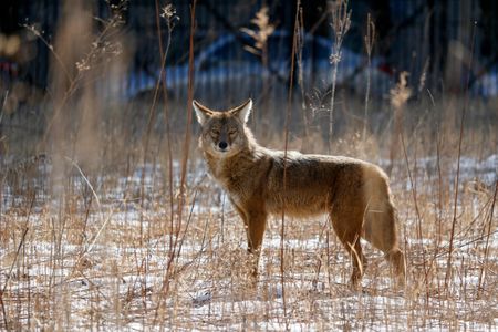 An urban coyote makes itself at home in a vacant lot on Chicago's near North Side.