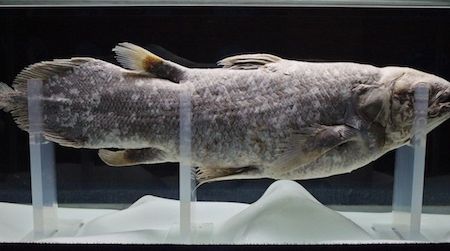 The rare coealacanth’s genome is slowly evolving—and contrary to prior speculation, it probably isn’t the common ancestor of all land animals.