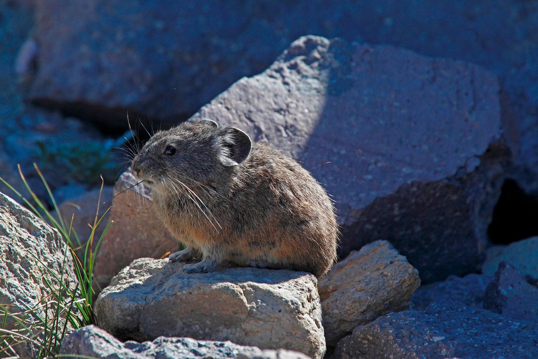 The American pika: A case study in wildlife acclimating to climate change