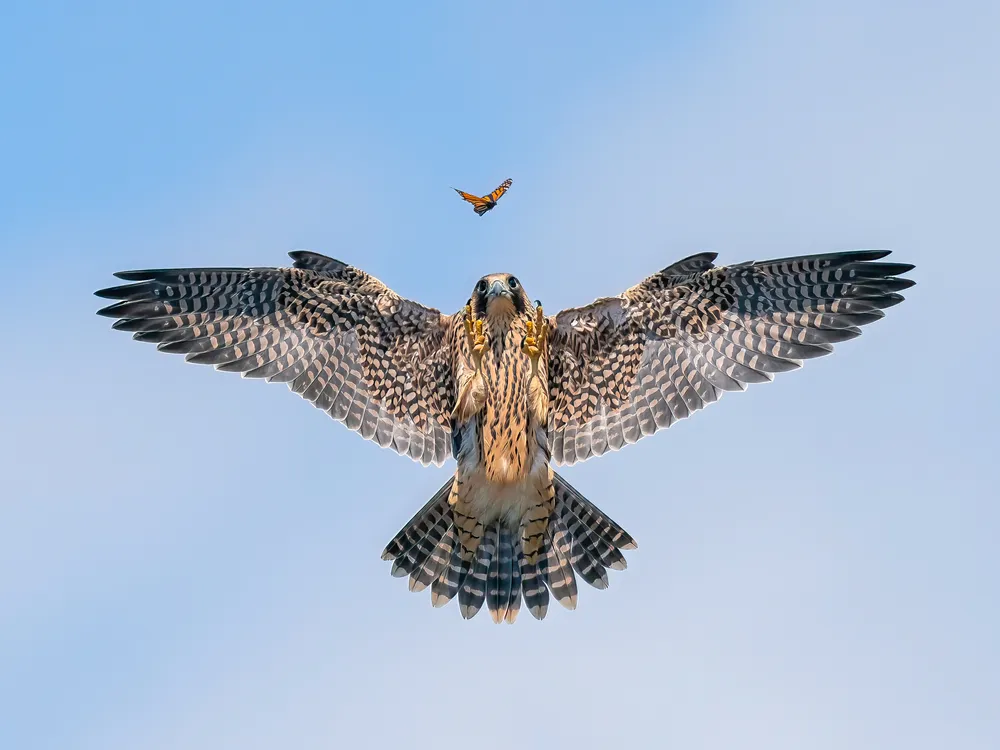 Peregrin falcon stares at a butterfly while soaring through the air against blue sky backdrop