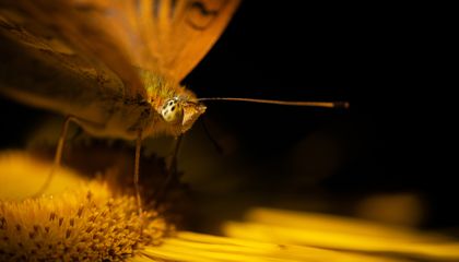 See Incredible Insects Up Close With These Creepy-Crawly Photos