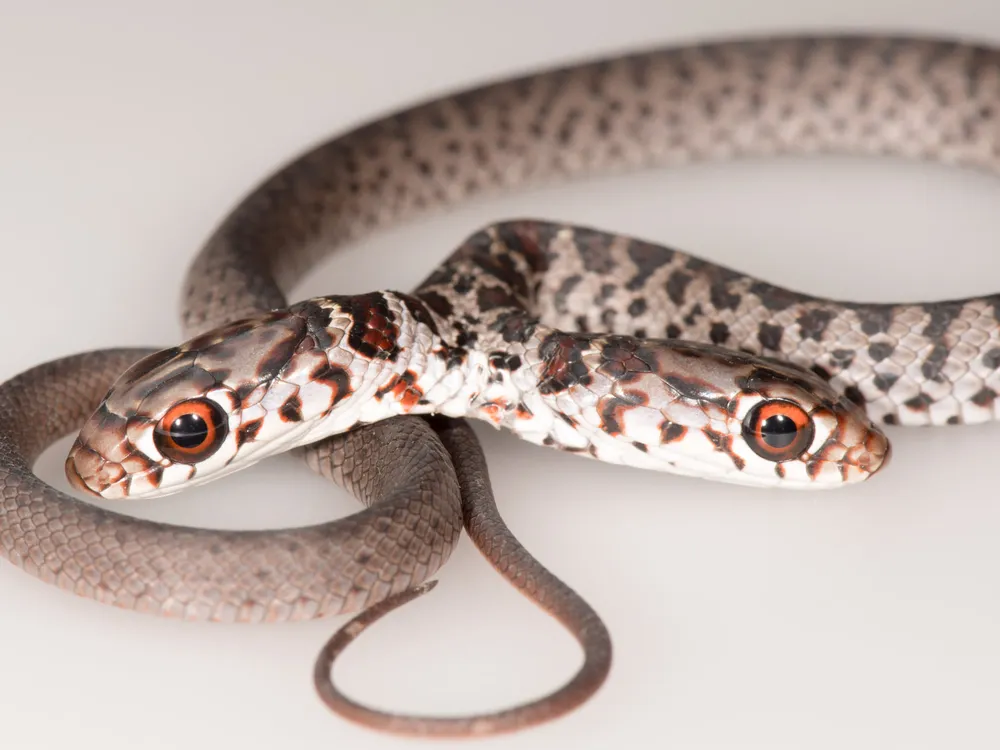 Close-up of the two-headed juvenile black racer snake with its heads pointed in opposite directions