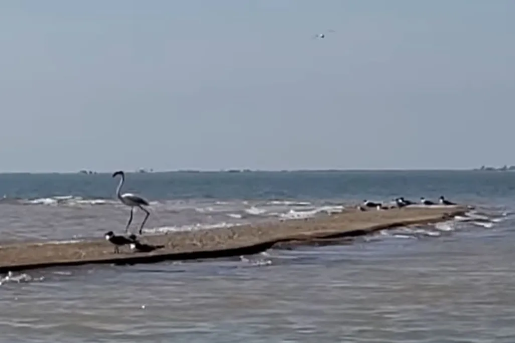Flamingo on a beach with some other birds