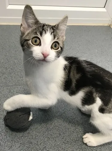 kitten with paw on ball