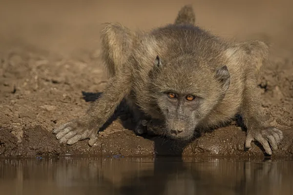 4) Vigilant Baboon thumbnail