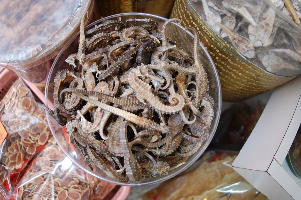 Dried sea horses in container