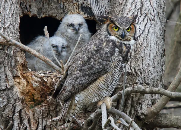 Great Horned Owl with babies. thumbnail