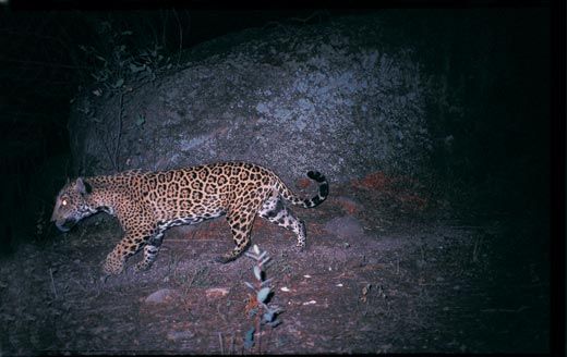 Jaguars could return to the US Southwest – but only if they have pathways  to move north