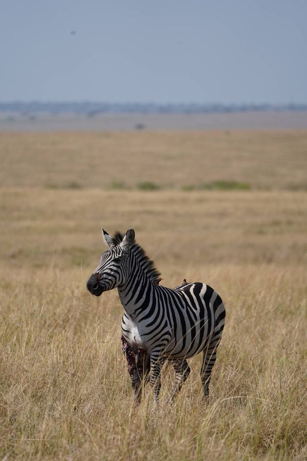 Wounded Zebra thumbnail